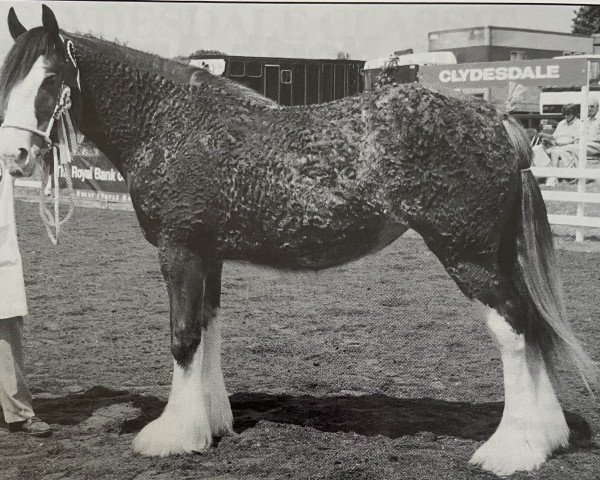 Zuchtstute Boat Charlene Perfection (Clydesdale, 1997, von Millisle Perfection)