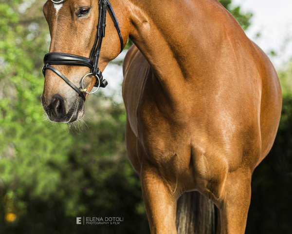 dressage horse Godot Ssf (KWPN (Royal Dutch Sporthorse), 2011, from UB 40)
