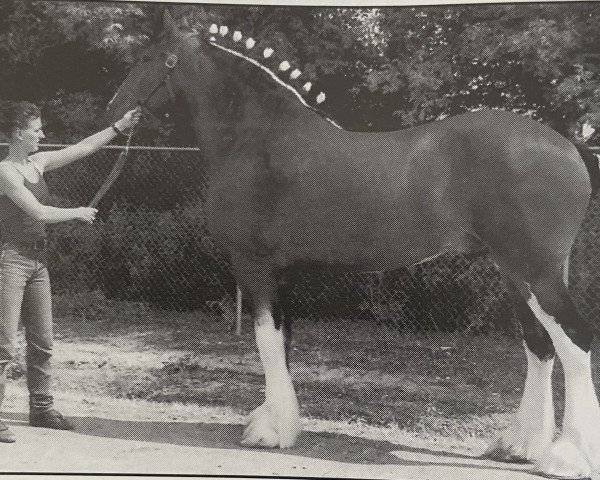 horse Westerdale Gladstone (Clydesdale, 1994, from Belleau Annett's Adam)