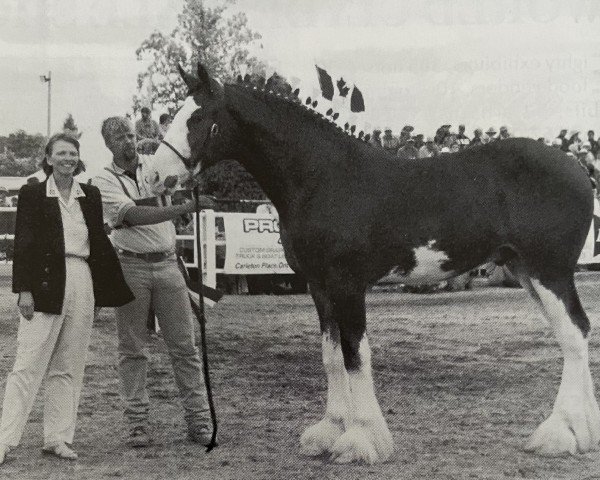 Pferd 2S Sir Barnabus (Clydesdale, 1998, von Armageddon's Lord Elijah)