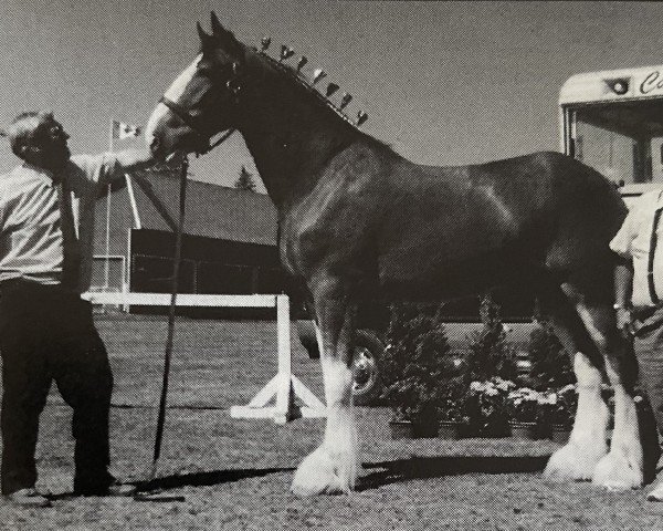 horse Smoking Joe (Clydesdale, 1997, from Roughlands Majesty)