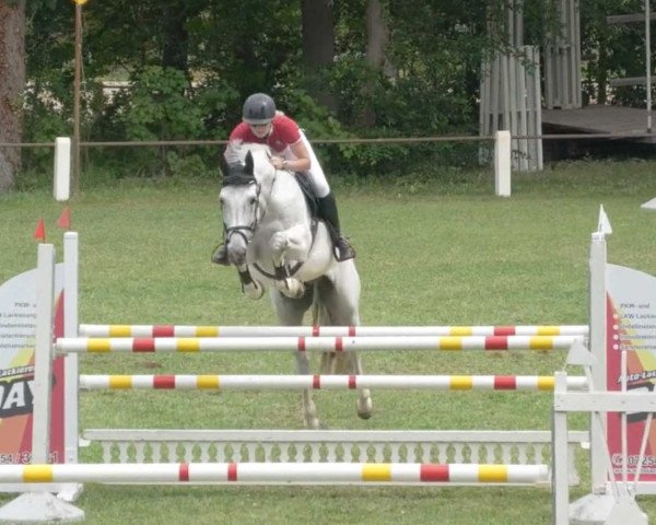 jumper Pinot Blanc (KWPN (Royal Dutch Sporthorse), 2006, from Padinus)