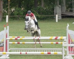 jumper Pinot Blanc (KWPN (Royal Dutch Sporthorse), 2006, from Padinus)