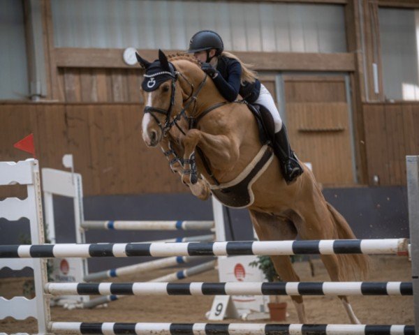 jumper Cassano P 2 (Oldenburg, 2012, from Cador 5)