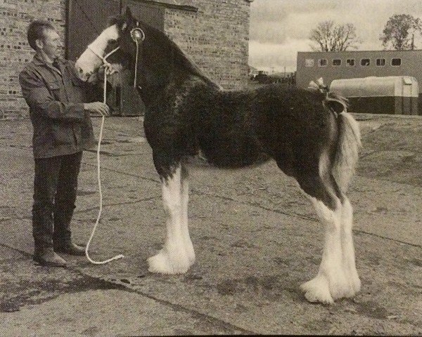 Zuchtstute Kirkhouse Merry May (Clydesdale, 1997, von Millisle Perfection)