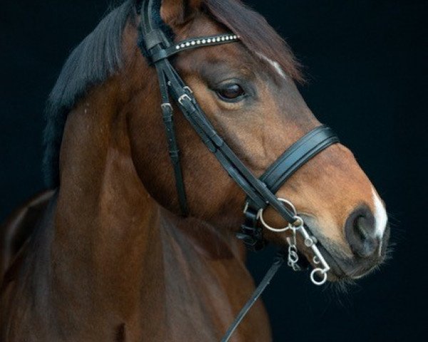 horse Wild Cat (Oldenburg, 2012, from Fürst Romancier)
