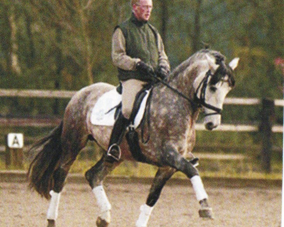 horse Poeta (Pura Raza Espanola (PRE), 1997, from Cautivo VII)