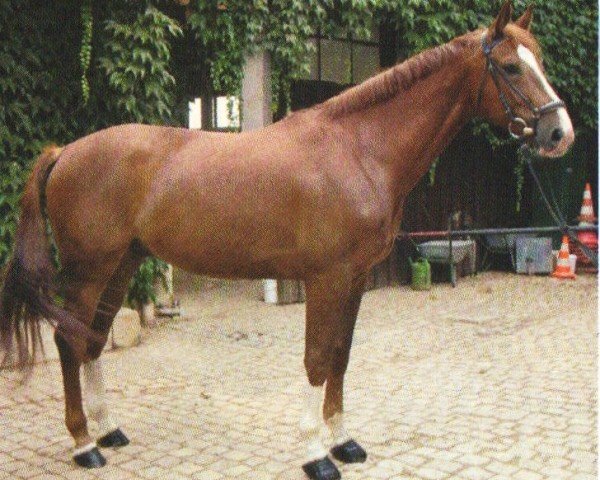 Cavallo D'amour de Niro (Oldenburger, 2000, di De Niro)