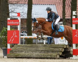 broodmare Britania 10 (German Riding Pony, 2009, from Black Ombre)