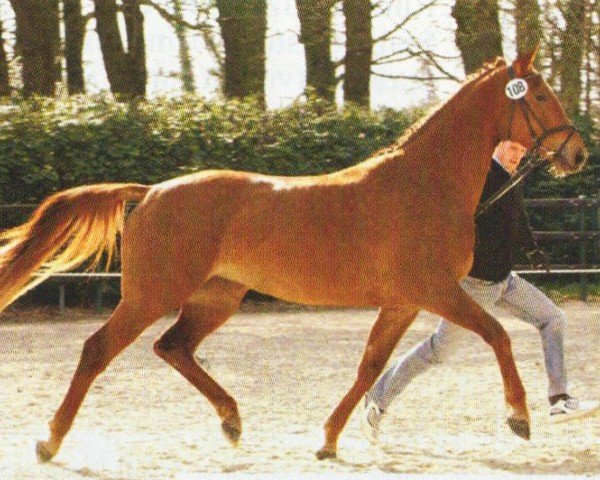 broodmare Shakira (Oldenburg, 2002, from Santander H)