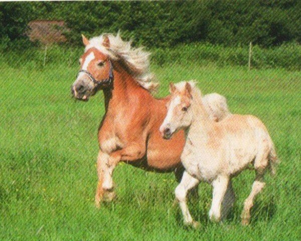 jumper Natuschka 3 (Haflinger, 2005, from liz. 167/T Walzertakt)