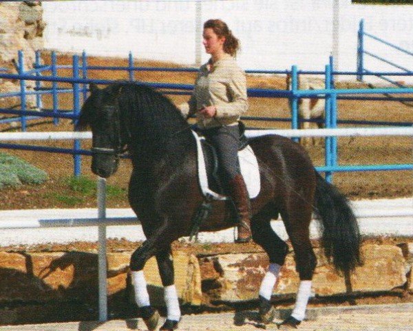 Pferd Favorito de Nadales (Pura Raza Espanola (PRE), 2003, von Laborioso III)