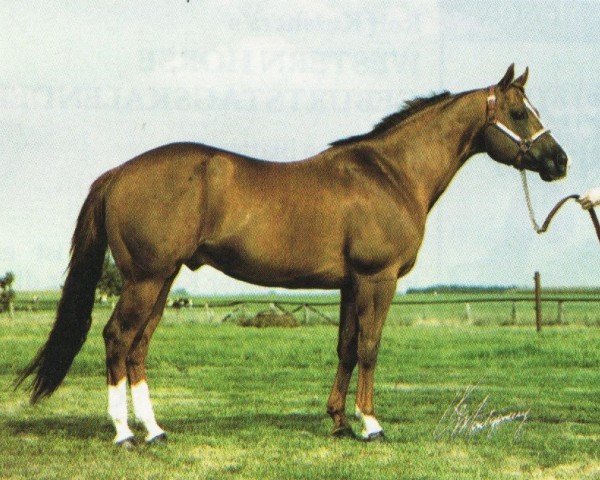 stallion Special Trick (Quarter Horse, 1982, from Son of Tailwind)