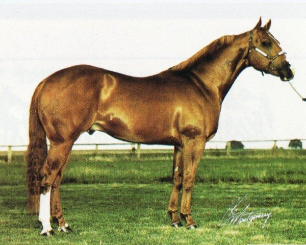 Deckhengst Sierra Scheme (Quarter Horse, 1987, von Skippa Lark)
