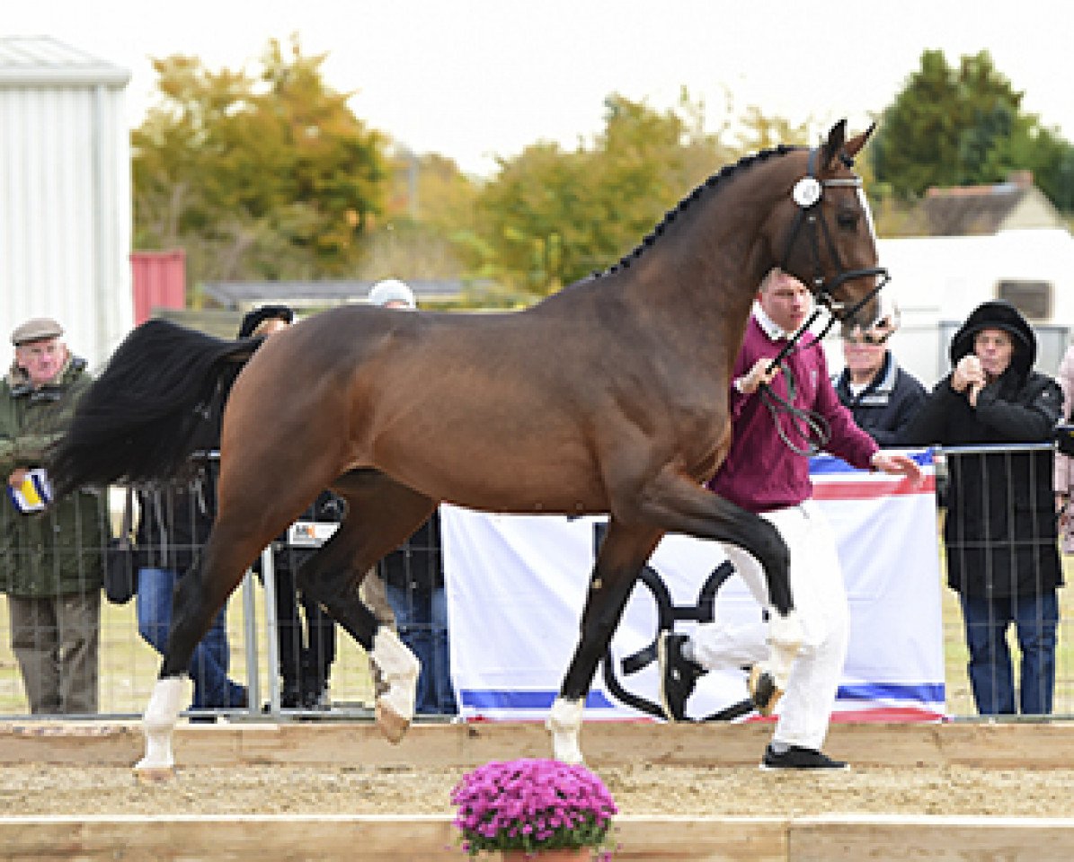 stallion Kanango Ask (Holsteiner, 2014, from Kannan)