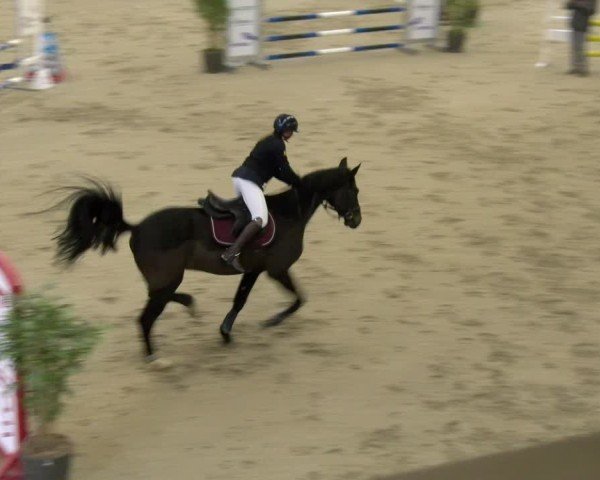 Reitturnier Schaffhausen 2025