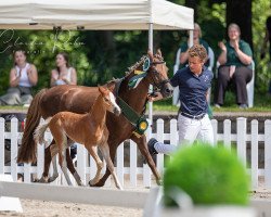 Pferd King Louis (Welsh Pony (Sek.B), 2021)