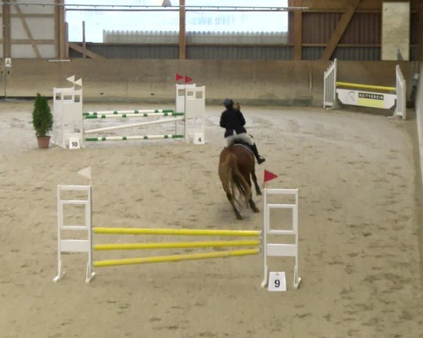 Reitturnier Schaffhausen 2025