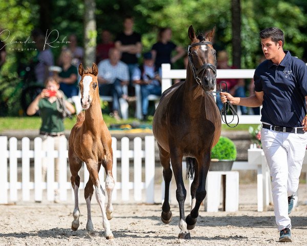 broodmare Mary Lou (German Riding Pony, 2010, from Miraculix)