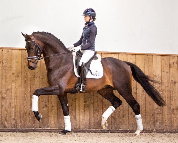 Deckhengst Inclusive (KWPN (Niederländisches Warmblut), 2013, von Everdale)