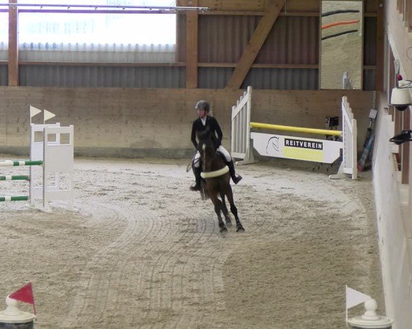 Reitturnier Schaffhausen 2025