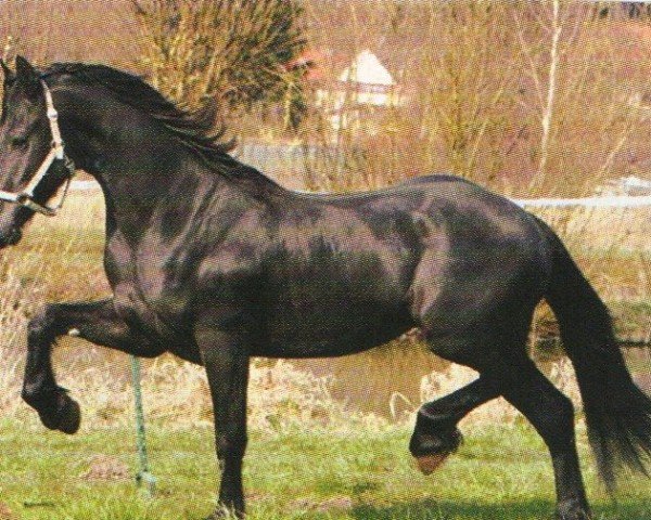 Pferd Odin v.d. Wijzend (Friese, 2004, von Teeuwis 389)