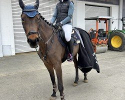 jumper Kayana B (Westphalian, 2019, from Karajan)