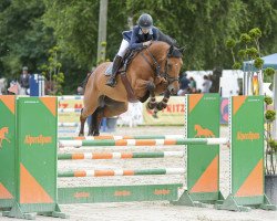 Springpferd Verdi Star (Belgisches Warmblut, 2013, von Zazu)