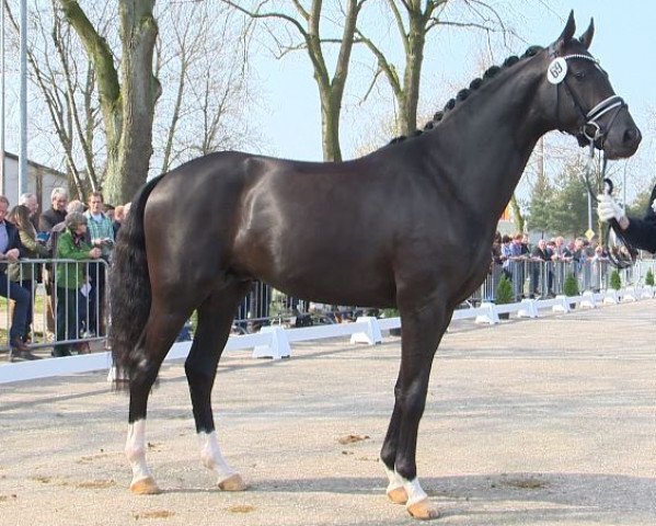 Pferd Supremo 4 (Oldenburger, 2012, von Surprice)