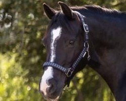 Dressurpferd Eulenhof Saphira (Welsh-Cob (Sek. C), 2009, von Arvalon Sion)
