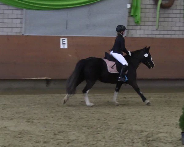Reitturnier Hellefeld 2025