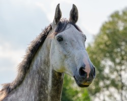 jumper Condor (German Sport Horse, 2014, from Coreggio)