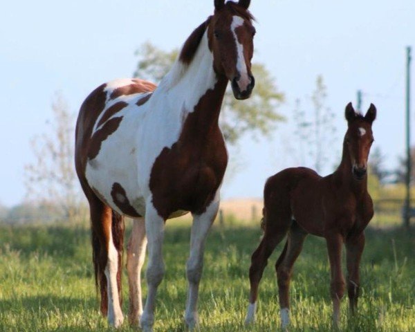 broodmare Ivana Descendi (German Warmblood, 2010, from Inkasso)