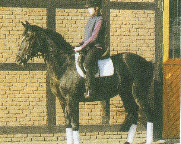 Zuchtstute Waleska (Hannoveraner, 2001, von Waldstar xx)