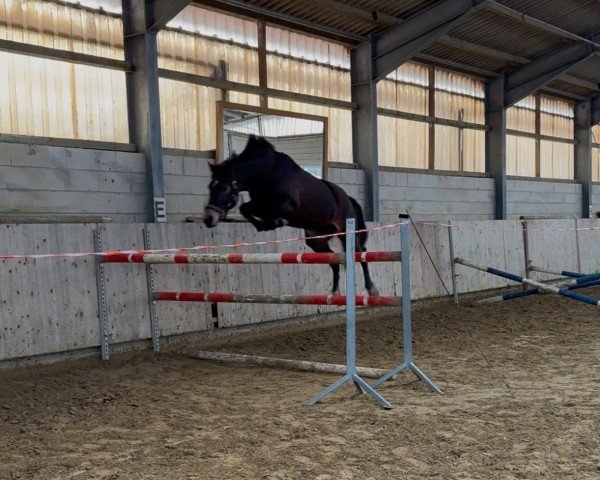 horse Conthaloulou N (Westphalian, 2021, from Conthalou)