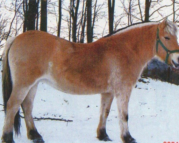 broodmare Kis-Fiona (Fjord Horse, 1988, from Florian He 119)