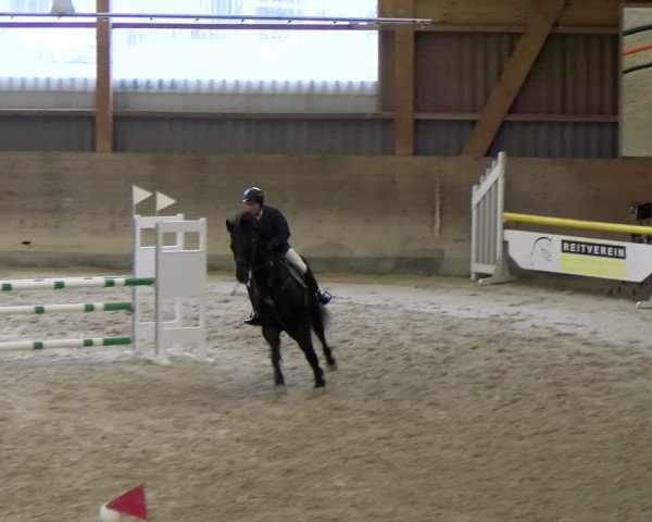 Reitturnier Schaffhausen 2025