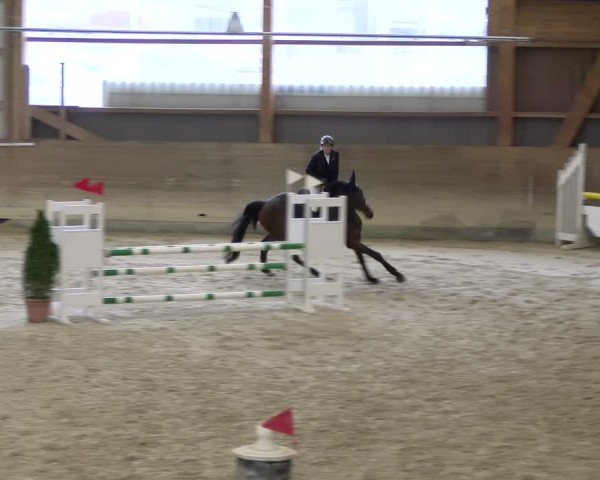 Reitturnier Schaffhausen 2025
