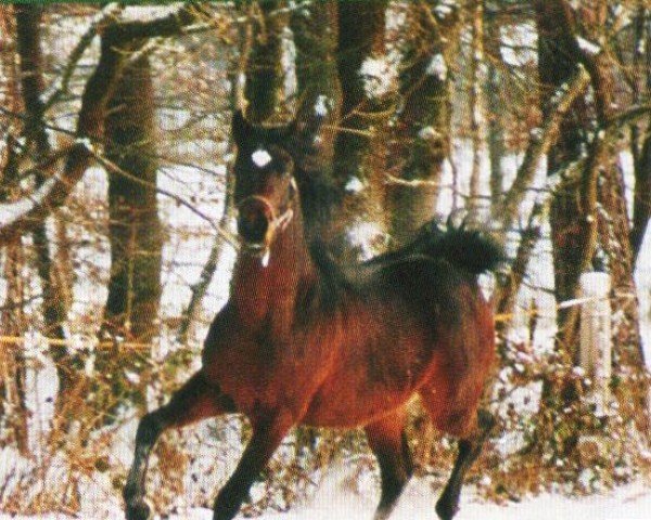 horse Aahron ox (Arabian purebred, 1998, from Maamoon Azeem ox)