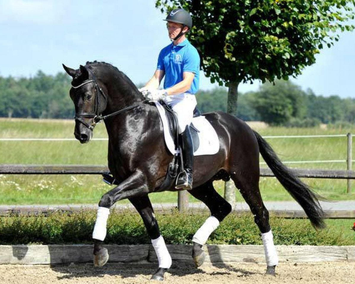 Deckhengst Blue Hors First Choice (KWPN (Niederländisches Warmblut), 2010, von Jazz)