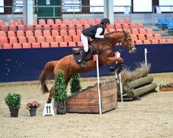 Springpferd Blitzlicht 7 (Trakehner, 2016, von Lichtblick TSF)