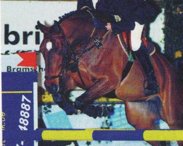 Pferd Coco Ole (Brandenburger, 1999, von Convoi)