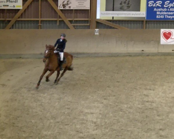 Reitturnier Schaffhausen 2025