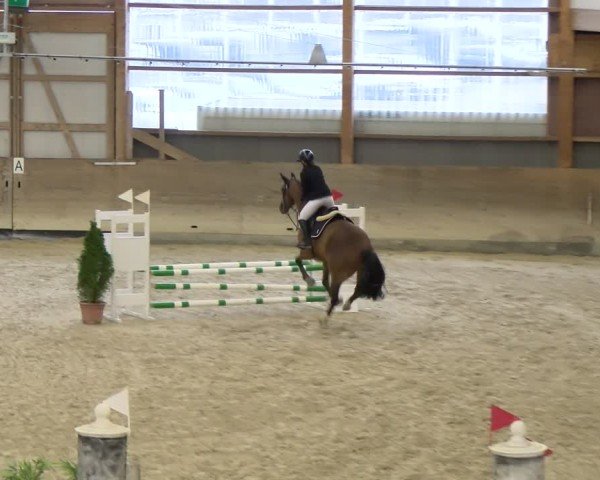 Reitturnier Schaffhausen 2025