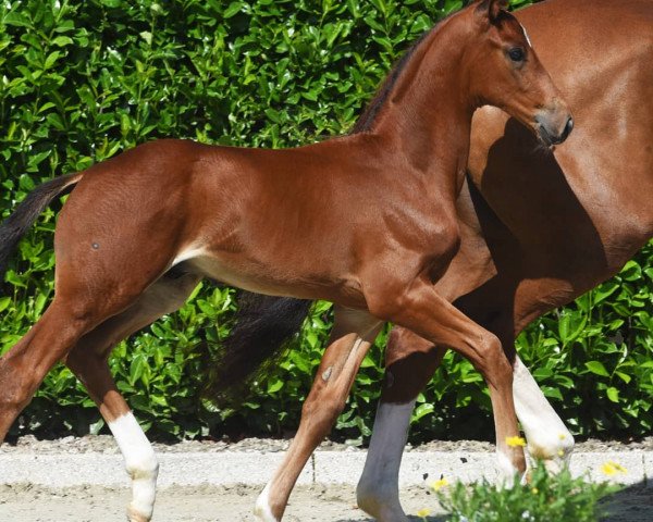 horse Te Quiero Lento (Westphalian, 2021, from Taurus)