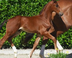 Pferd Te Quiero Lento (Westfale, 2021, von Taurus)