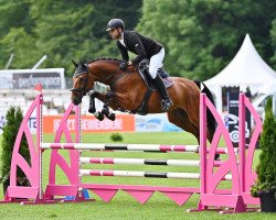 jumper Quincy OLD (Oldenburg show jumper, 2017, from Quidam de Revel)