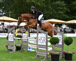 jumper Cosmopolitan (Oldenburg show jumper, 2016, from Kannan)