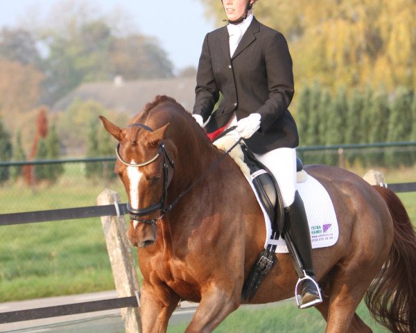 horse Westpoint ST (KWPN (Royal Dutch Sporthorse), 2003, from Don Schufro)