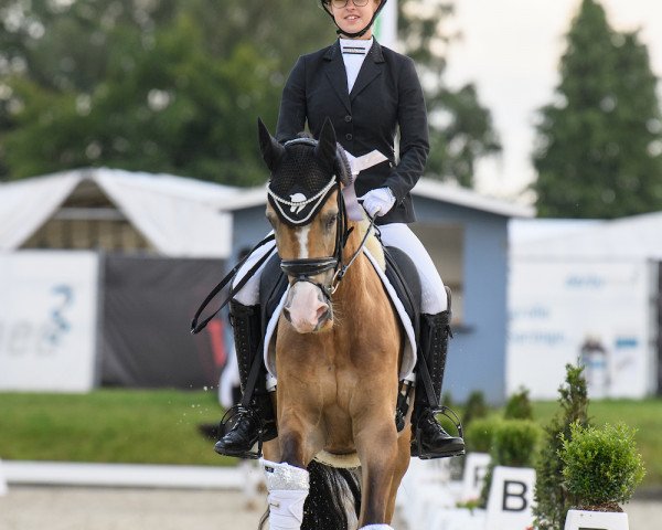 Dressurpferd Der kleine Herzbube (Deutsches Reitpony, 2017, von Diamond Touch NRW)